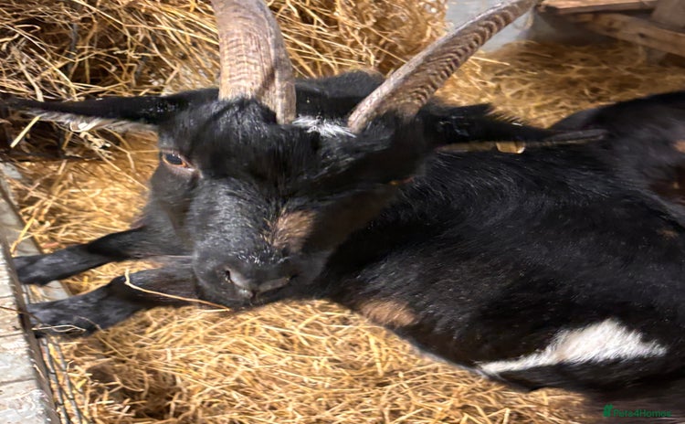 Goats livestock - Advert 2