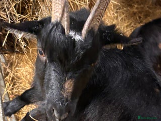 Goats livestock 2 x Male Pygmy Goats - Advert 2