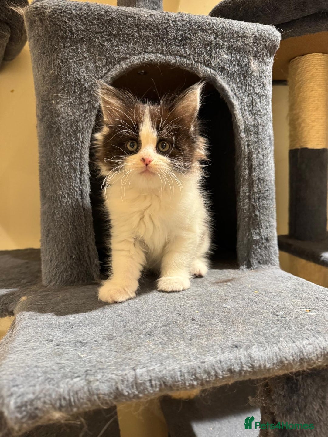 Maine Coon cats for sale: 🐾 Ragdoll × Maine Coon Kittens 🐾 - Image 28