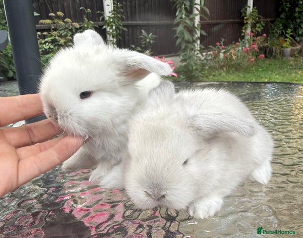 Mini Lop rabbits for sale - Advert 5