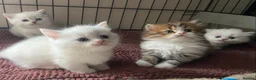 Munchkin cats for sale: 7 weeks old Full Pedigree Munchkin Kittens - Advert 7