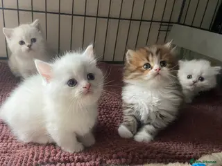 Munchkin cats 7 weeks old Full Pedigree Munchkin Kittens - Advert 1