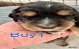 Cocker Spaniel dogs for sale: Kc show extensive health tests beautiful colours - Image 14