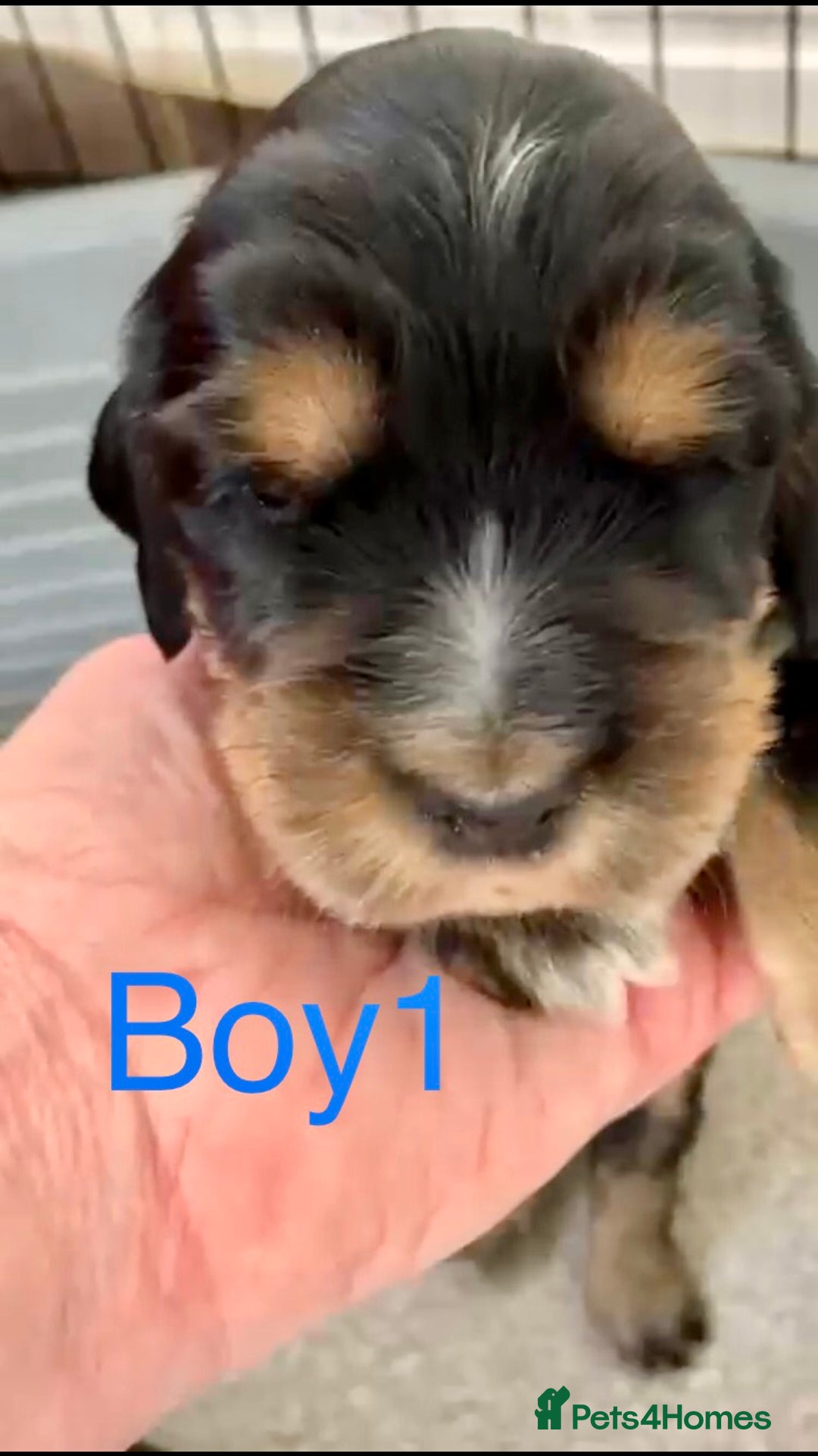 Cocker Spaniel dogs for sale: Kc show extensive health tests beautiful colours - Image 14