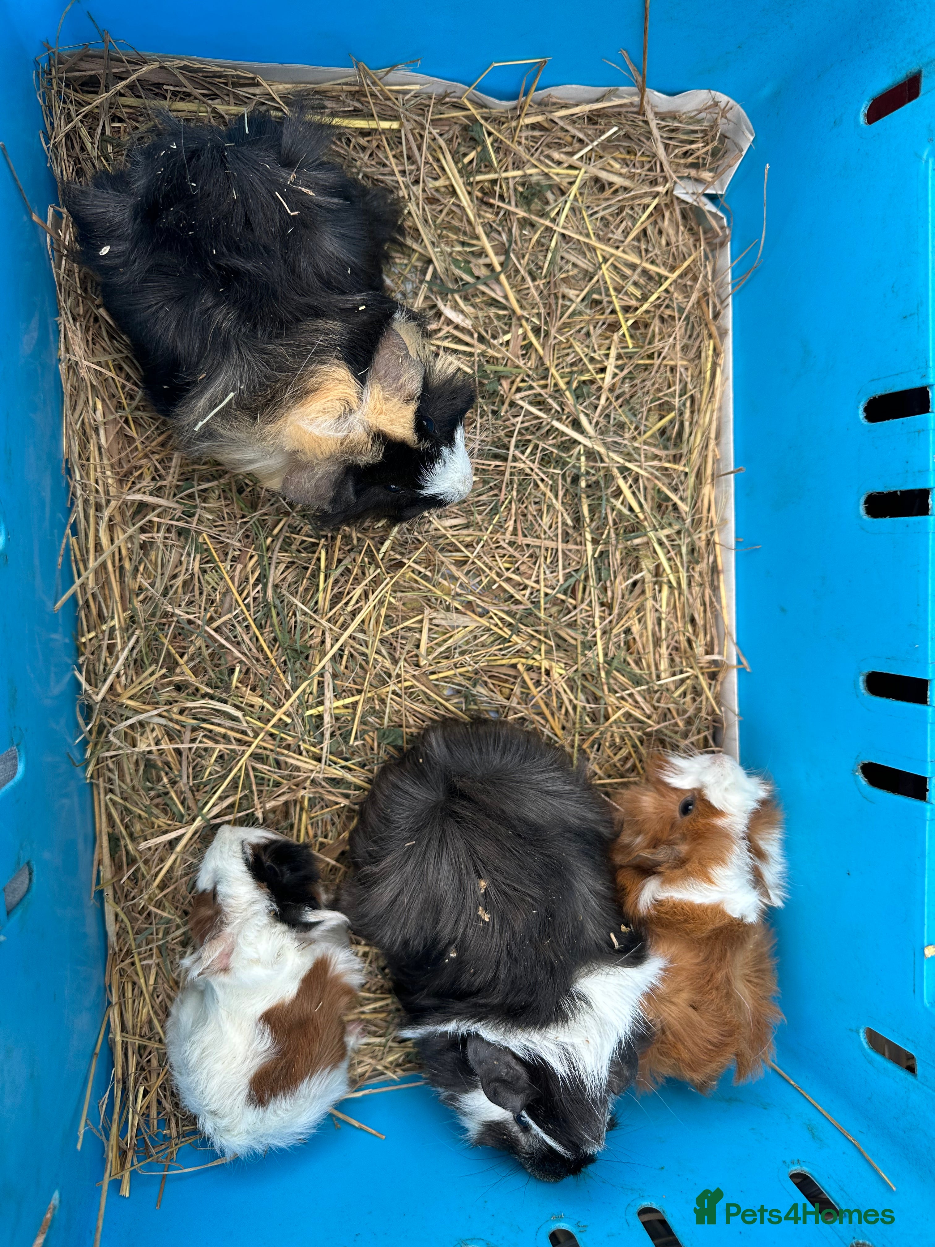 Guinea Pig rodents Lovely funky haired male guinea pigs. - Advert 8
