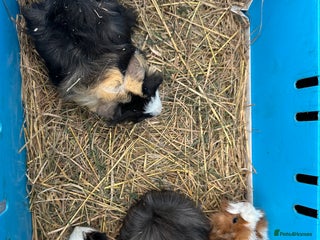 Guinea Pig rodents Lovely funky haired male guinea pigs. - Advert 1