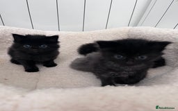 Domestic Shorthair cats for sale: kittens - Image 3