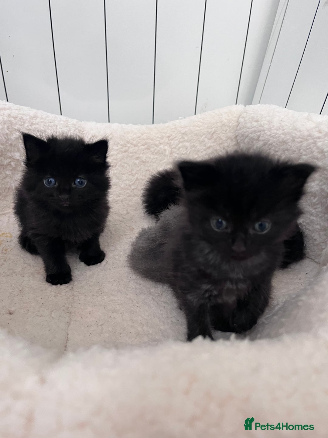Domestic Shorthair cats for sale: kittens - Image 3