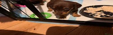 Doxiepoo 4