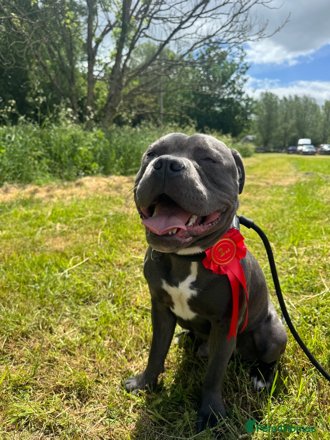 Staffordshire Bull Terrier dogs for stud: Staffordshire Bull Terrier STUD - Image 2
