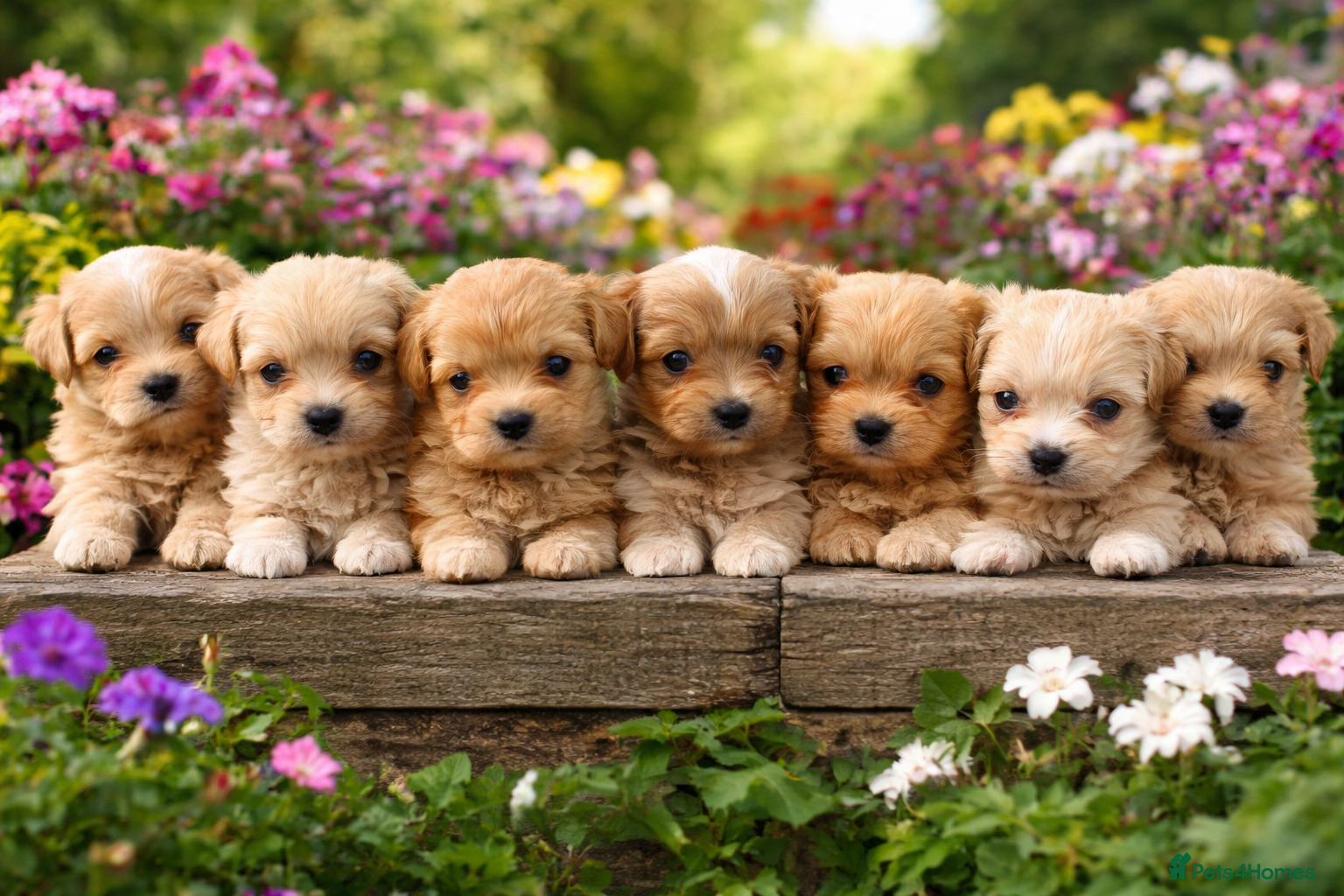 Maltipoo dogs for sale: 7 beautiful girls. F1. DNA clear & health tested.  - Advert 3