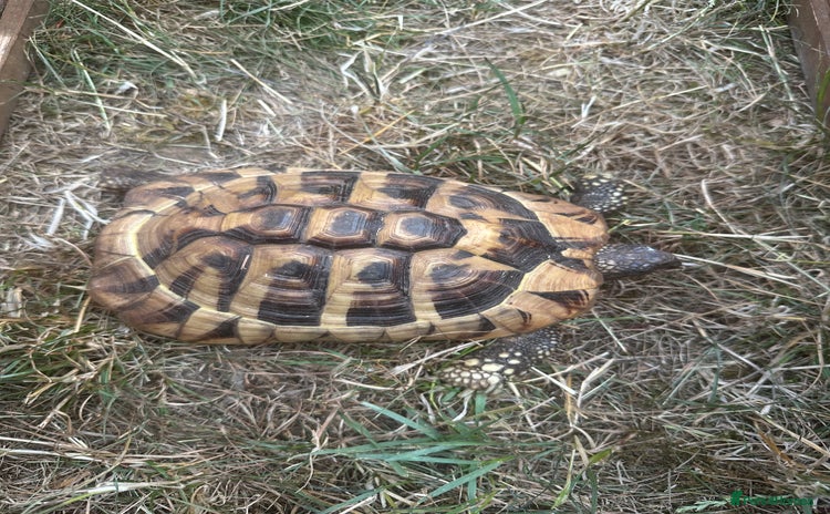 Hermann Tortoise reptiles - Advert 1