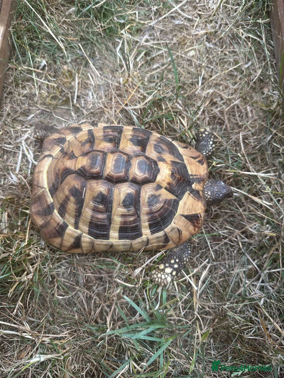 Hermann Tortoise reptiles for sale: Forever Home for a female tortoise 8 years old  - Image 1