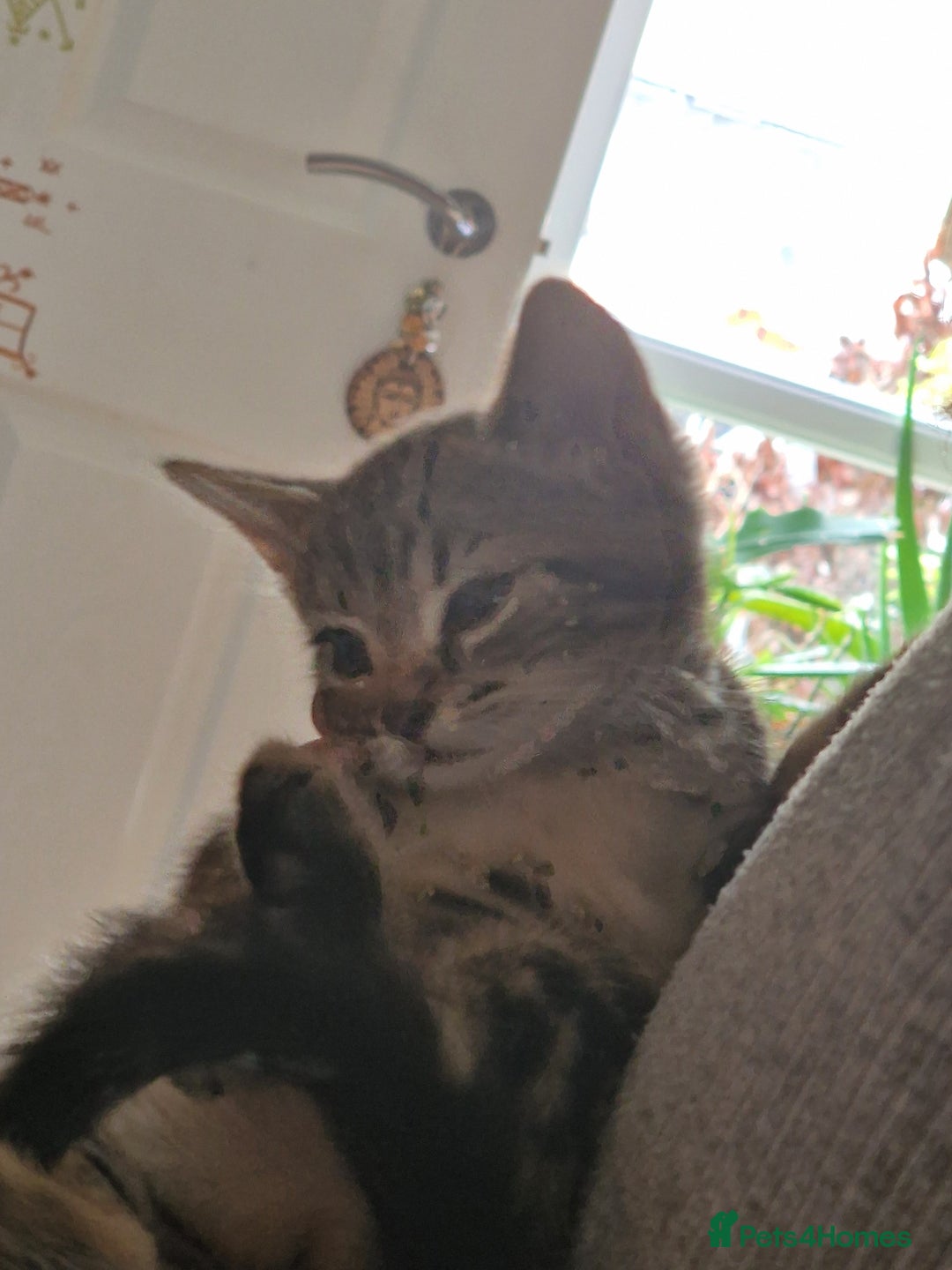 Mixed Breed cats for sale: Kittens - Image 10