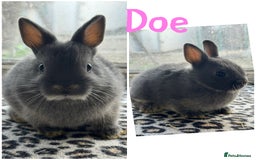 Netherland Dwarf rabbits for sale: Pure breed Netherlands dwarf male and female - Image 7