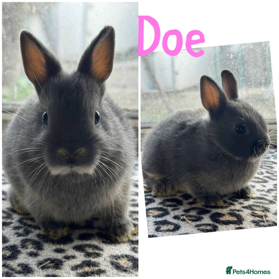 Netherland Dwarf rabbits for sale: Pure breed Netherlands dwarf male and female - Image 7