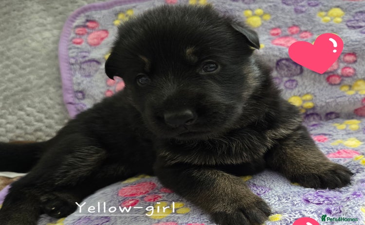 German Shepherd dogs - Advert 17