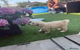 Goldendoodle dogs for sale: F1B GOLDENDOODLE PUPPIES 2 BOYS AVAILABLE  in Farnham - Image 22