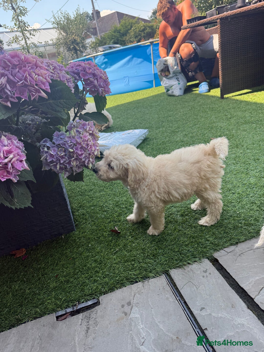 Goldendoodle dogs for sale: F1B GOLDENDOODLE PUPPIES 2 BOYS AVAILABLE  in Farnham - Image 22