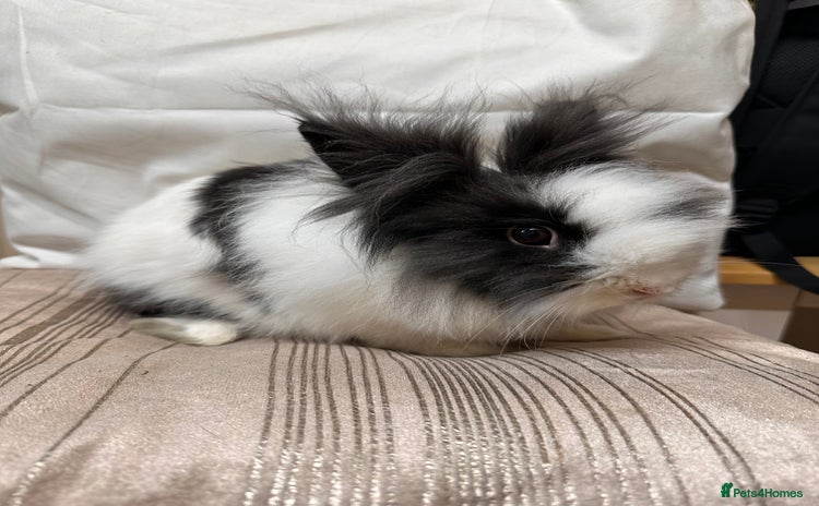 Lionhead rabbits - Advert 6