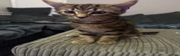 Mixed Breed cats for sale: Mixed Maine coon Siberian kittens  - Advert 2