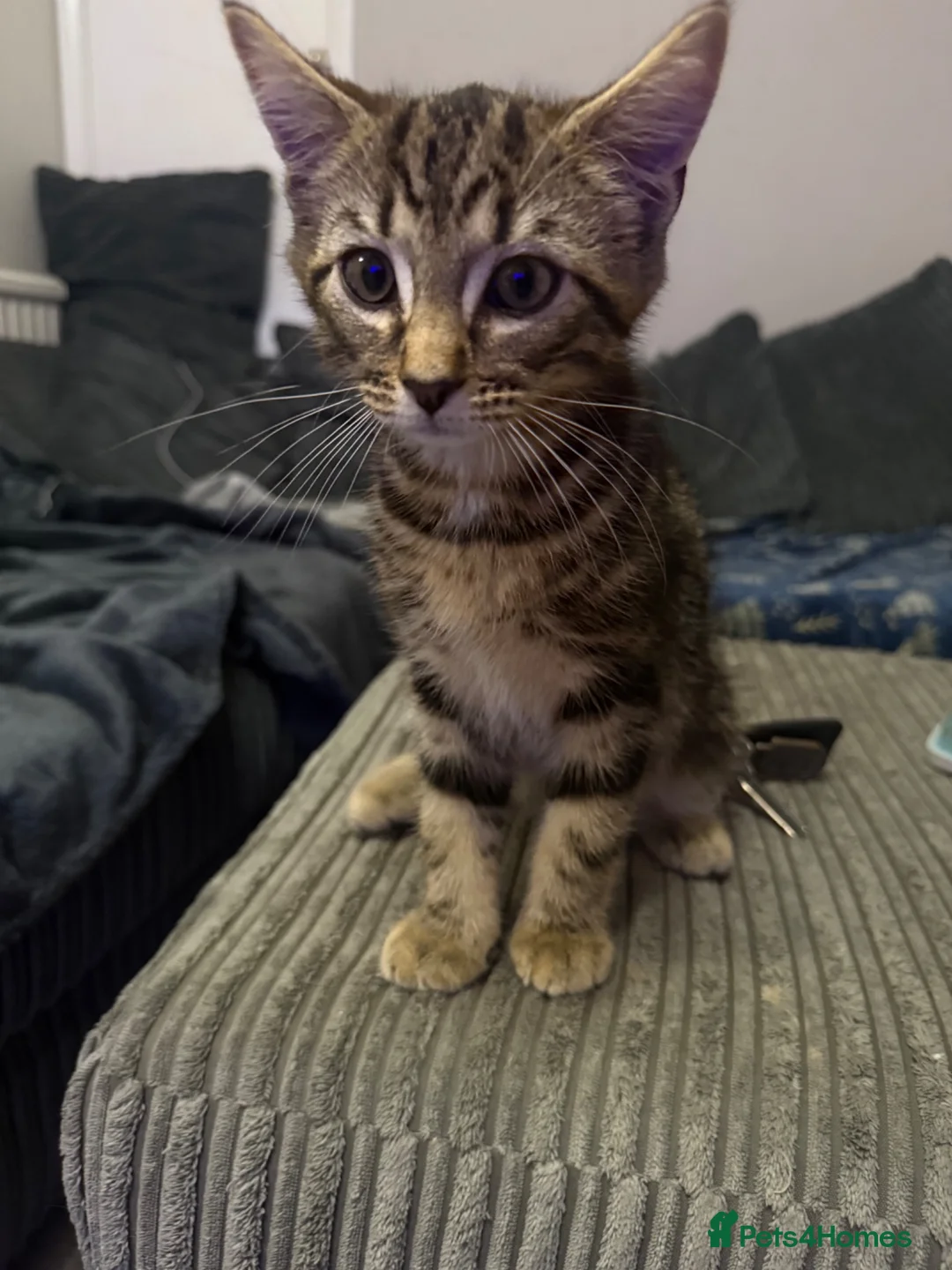 Mixed Breed cats for sale: Mixed Maine coon Siberian kittens  - Advert 2
