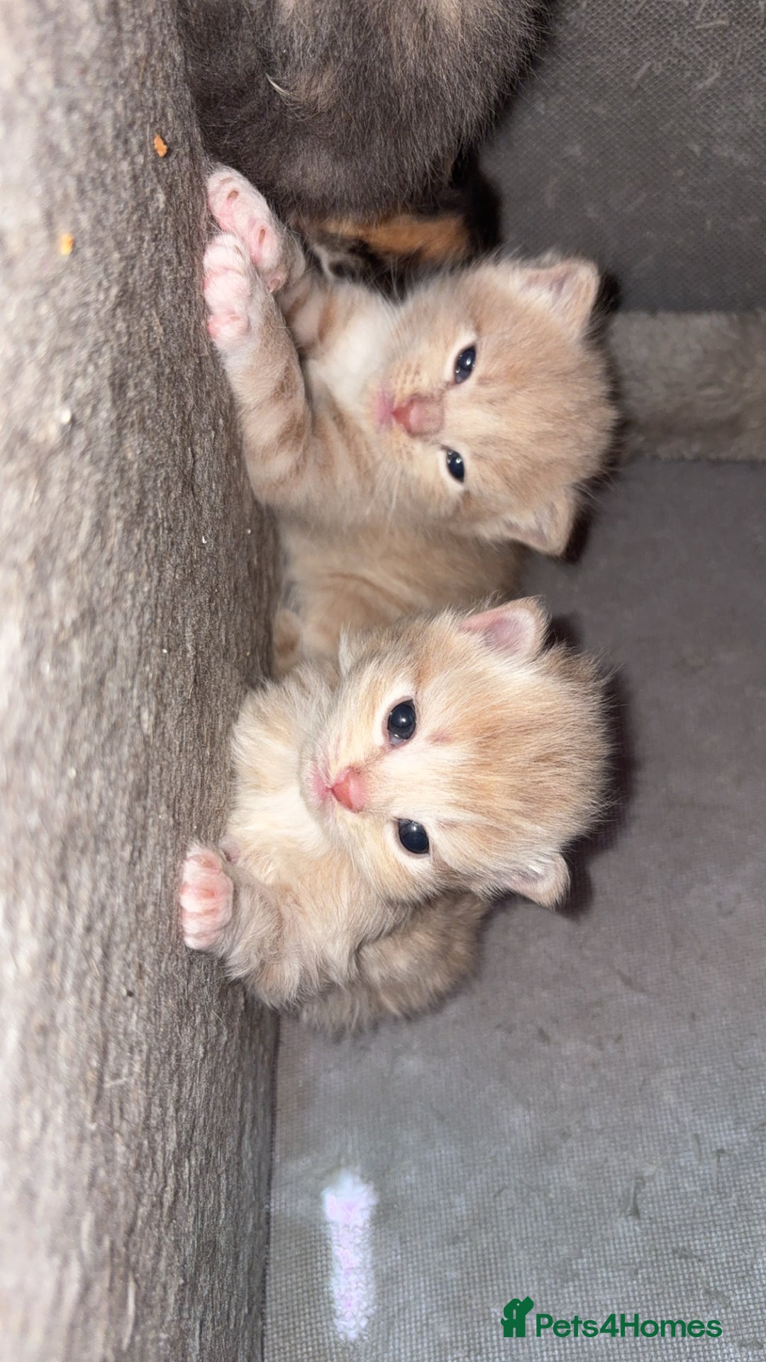 Mixed Breed cats for sale: 5 beautiful babies! - Advert 10