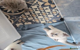 British Shorthair cats for sale: Britishshort hair kittens - Image 12