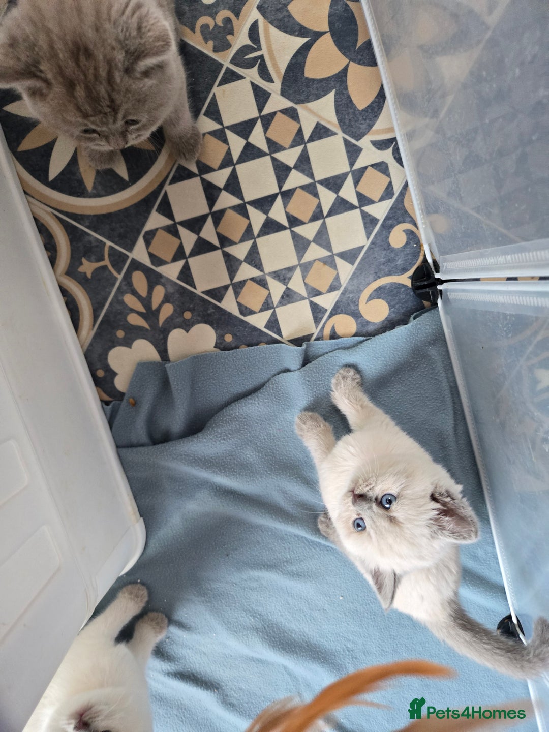 British Shorthair cats for sale: Britishshort hair kittens - Image 12