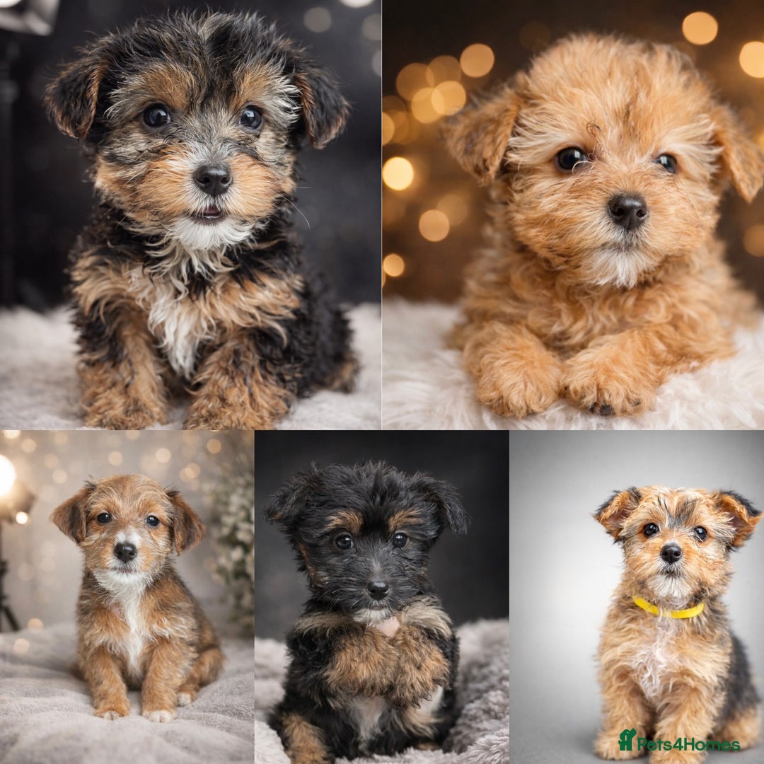 Yorkshire Terrier dogs for sale: Rare Yorkshire terrier pups ready now - Advert 13