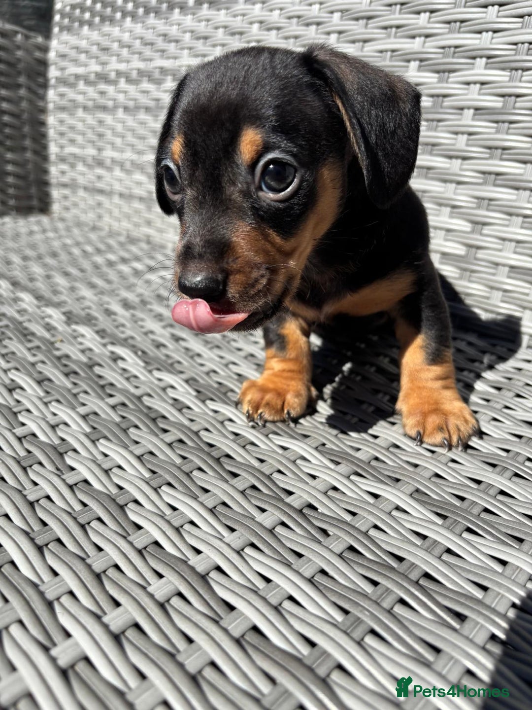 Miniature Dachshund dogs for sale: ADORABLE MINIATURE DACHSHUND PUPPIES - Image 3
