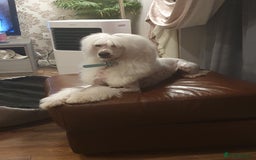 Chinese Crested dogs for stud: Mr stanley STUD ONLY KC REGISTERED  in Swindon - Image 10