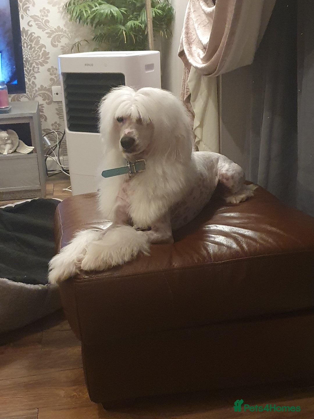 Chinese Crested dogs for stud: Mr stanley STUD ONLY KC REGISTERED  in Swindon - Image 10