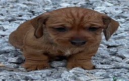 Dachshund dogs for sale: Wire Haired Teckels - Image 9