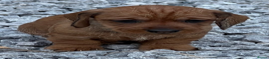Dachshund Puppy 7
