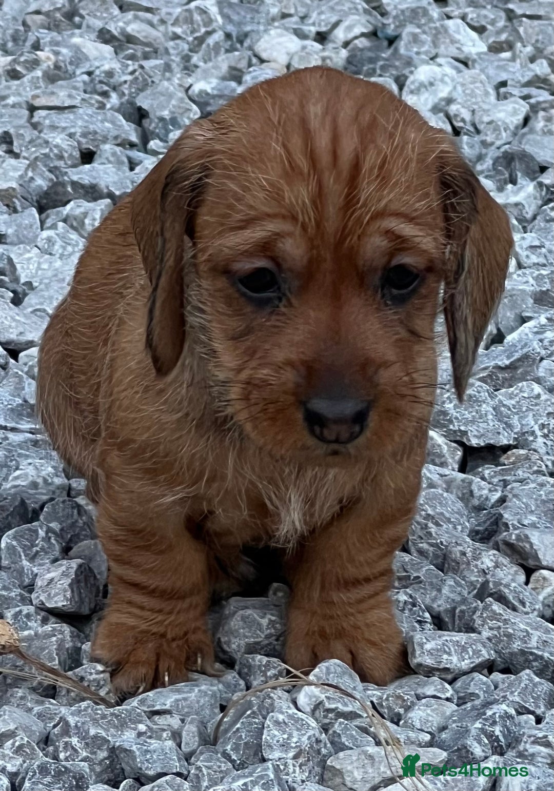 Dachshund dogs for sale: Wire Haired Teckels - Image 9