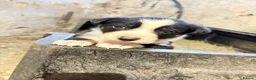 Border Collie dogs for sale: Tri coloured border collie pups  - Advert 14