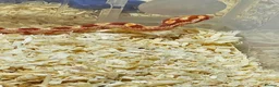 Corn Snake reptiles for sale: Corn snake  in Leicester - Advert 22
