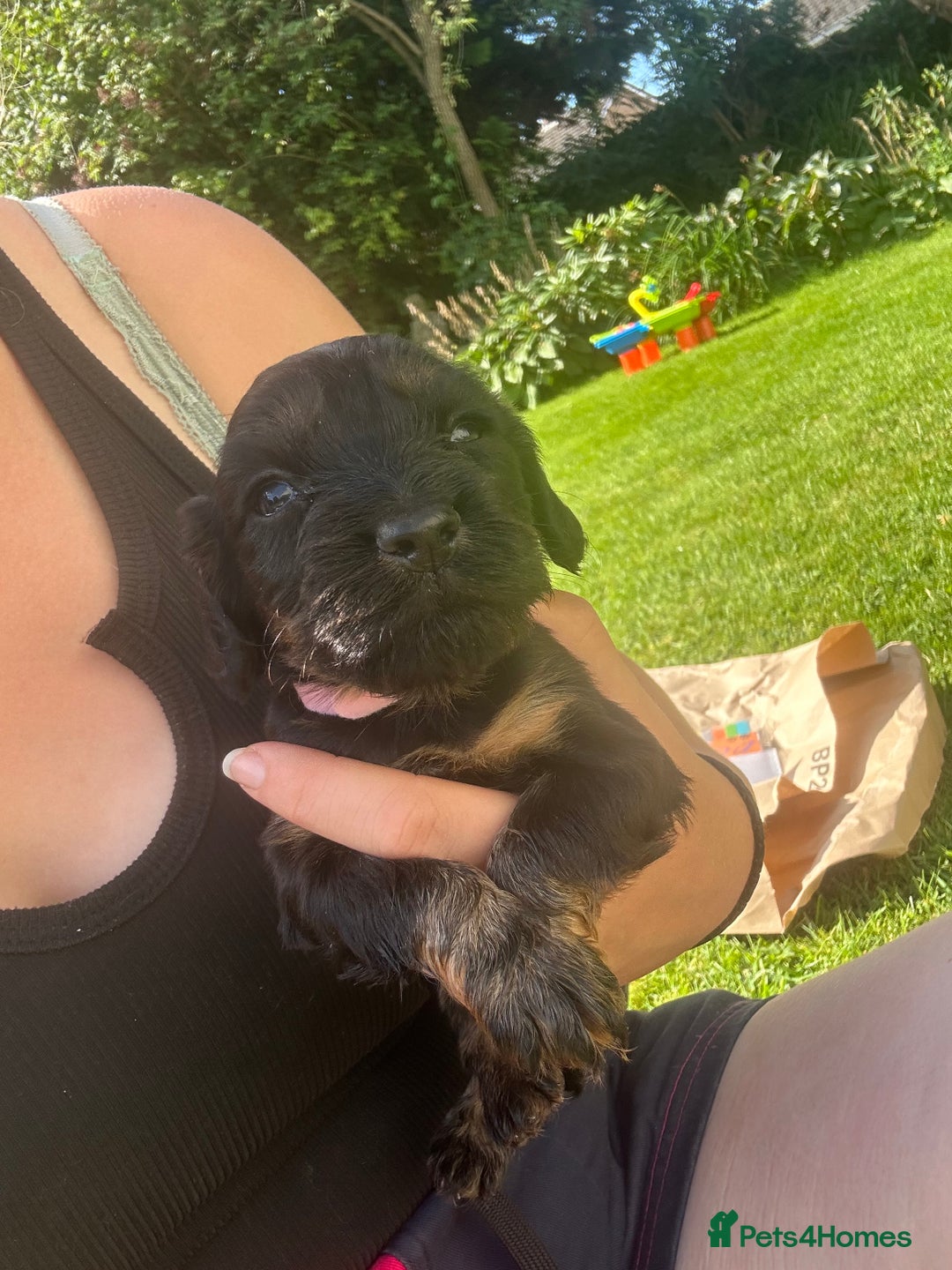 Cocker Spaniel dogs for sale: 2 X registered cocker spaniel pups for sale - Image 2