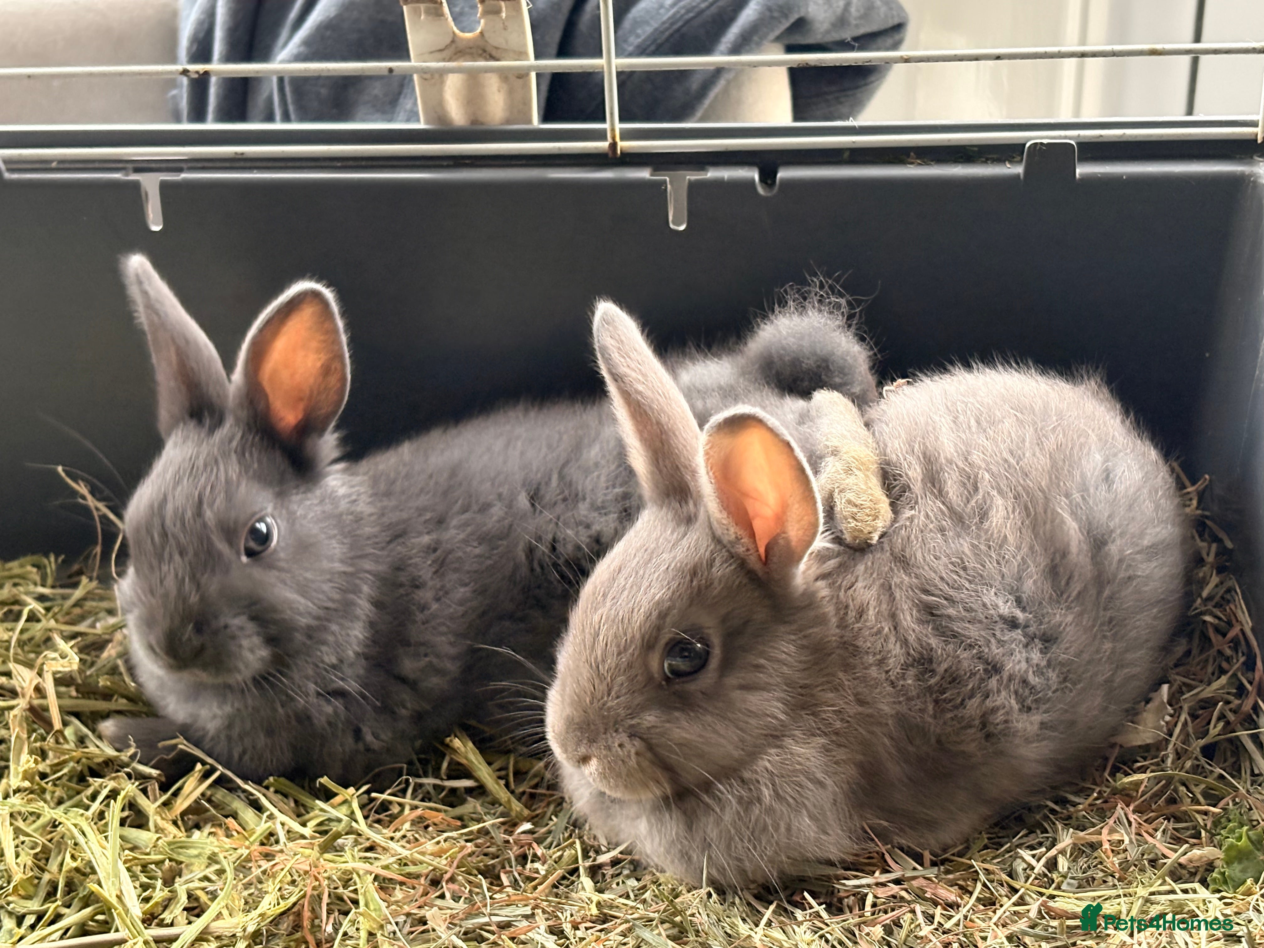 English Lop rabbits Monty and Mickey - Advert 1