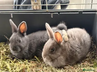 English Lop rabbits Monty and Mickey - Advert 3