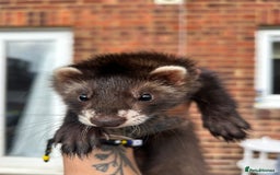 Ferret rodents for sale: 2 semi angora black self babies 1 jill 1 hob left  - Image 3