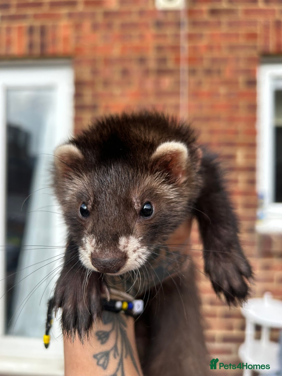 Ferret rodents for sale: 2 semi angora black self babies 1 jill 1 hob left  - Image 3