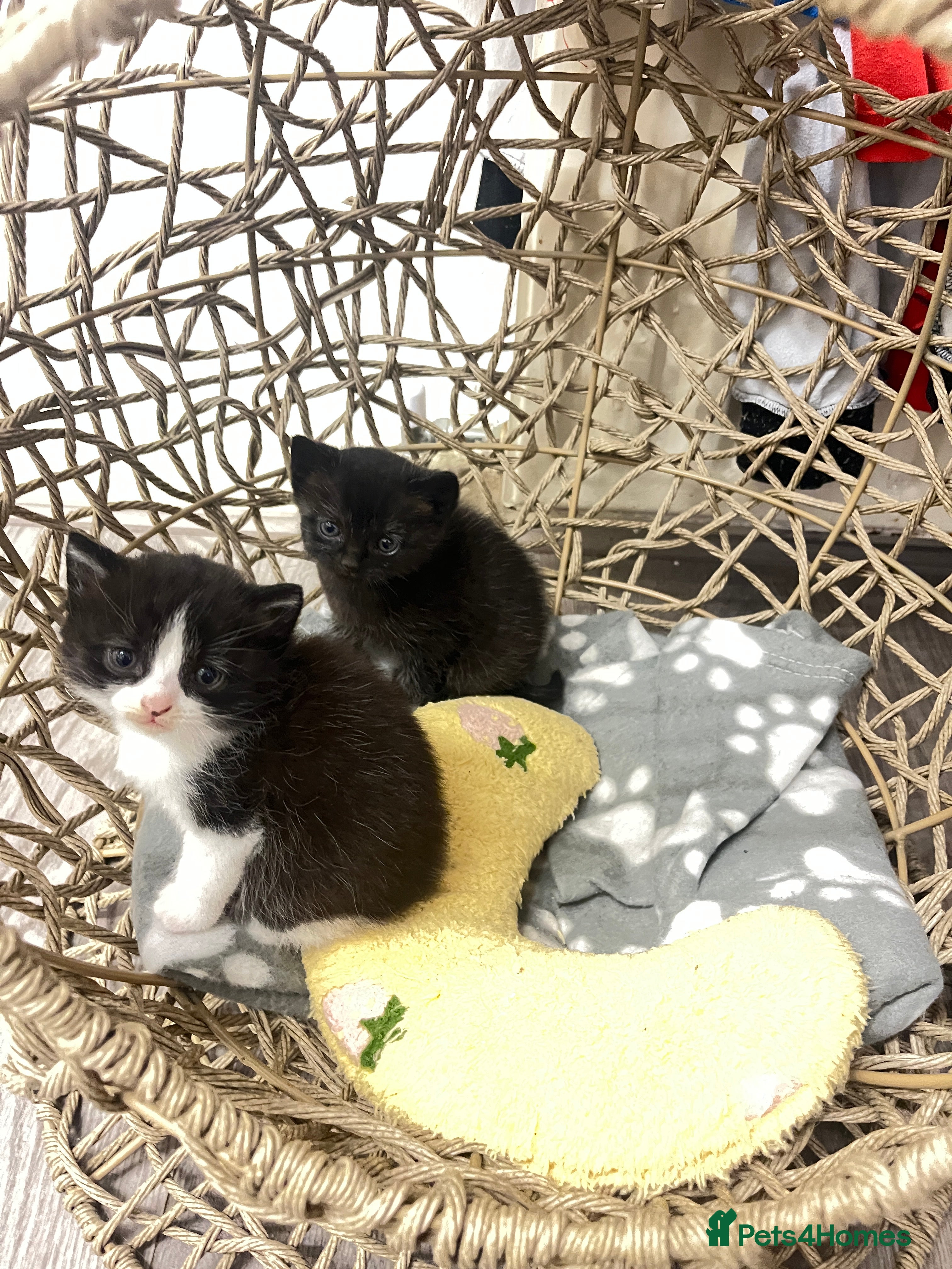 British Longhair cats Half bsh kittens  - Advert 11