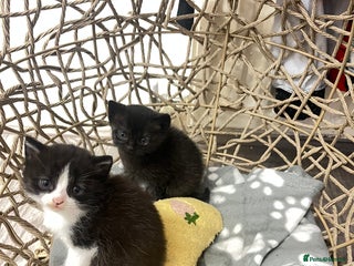 British Longhair cats Half bsh kittens - Advert 1