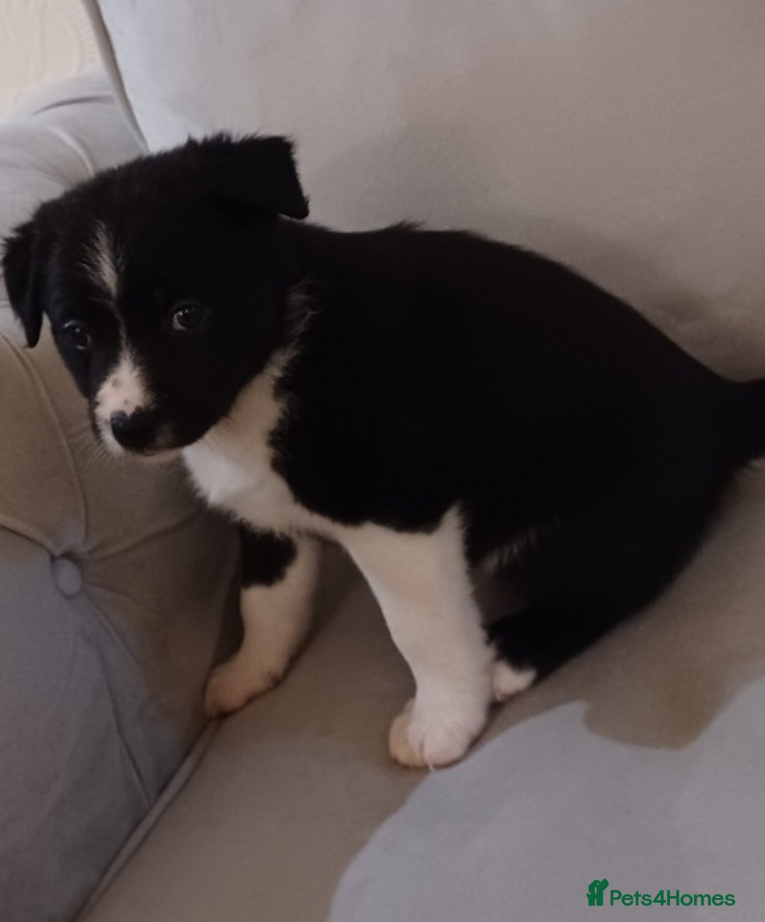 Border Collie dogs for sale: PBC Puppies - Border collie  - Advert 12