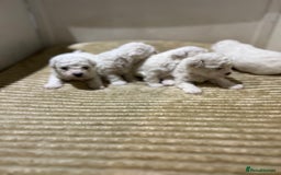 Bichon Frise dogs for sale: Pure Bichon Frise - Image 16