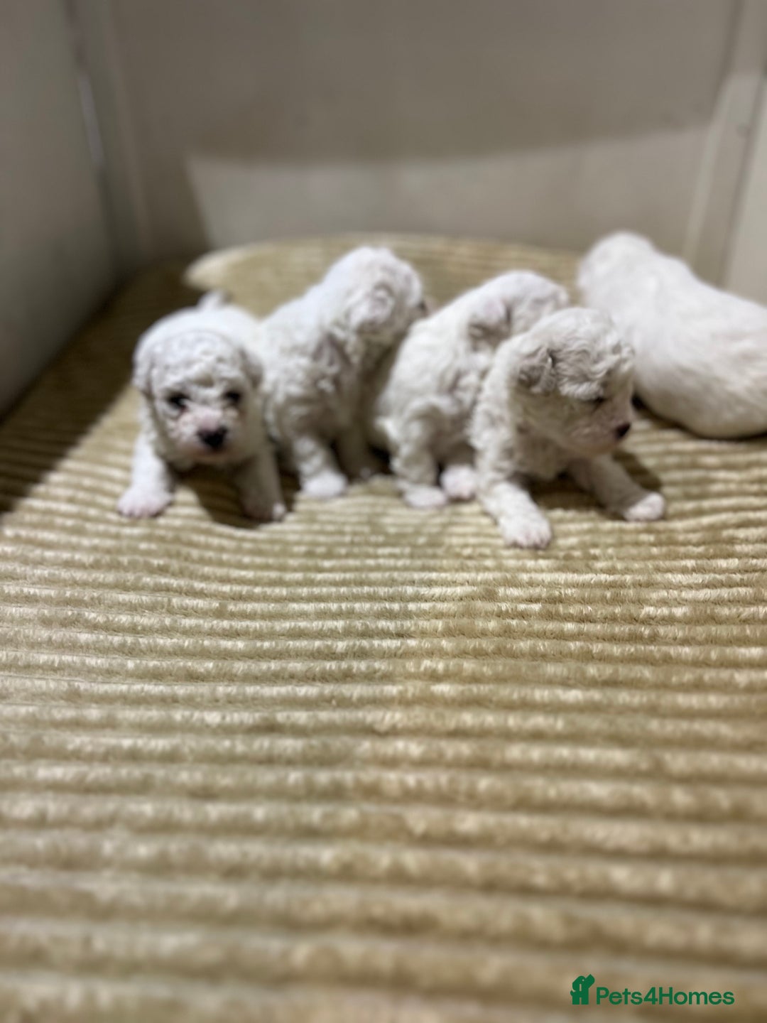 Bichon Frise dogs for sale: Pure Bichon Frise - Image 16