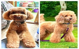 Miniature Poodle dogs for sale: Adorable Miniature Red Poodle Puppies - Image 16