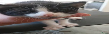 Domestic Shorthair Kitten 5